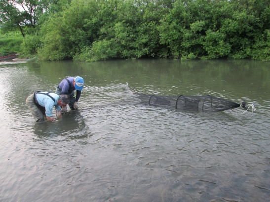 アユの遡上調査