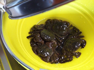 モクズガニ漁が最盛期